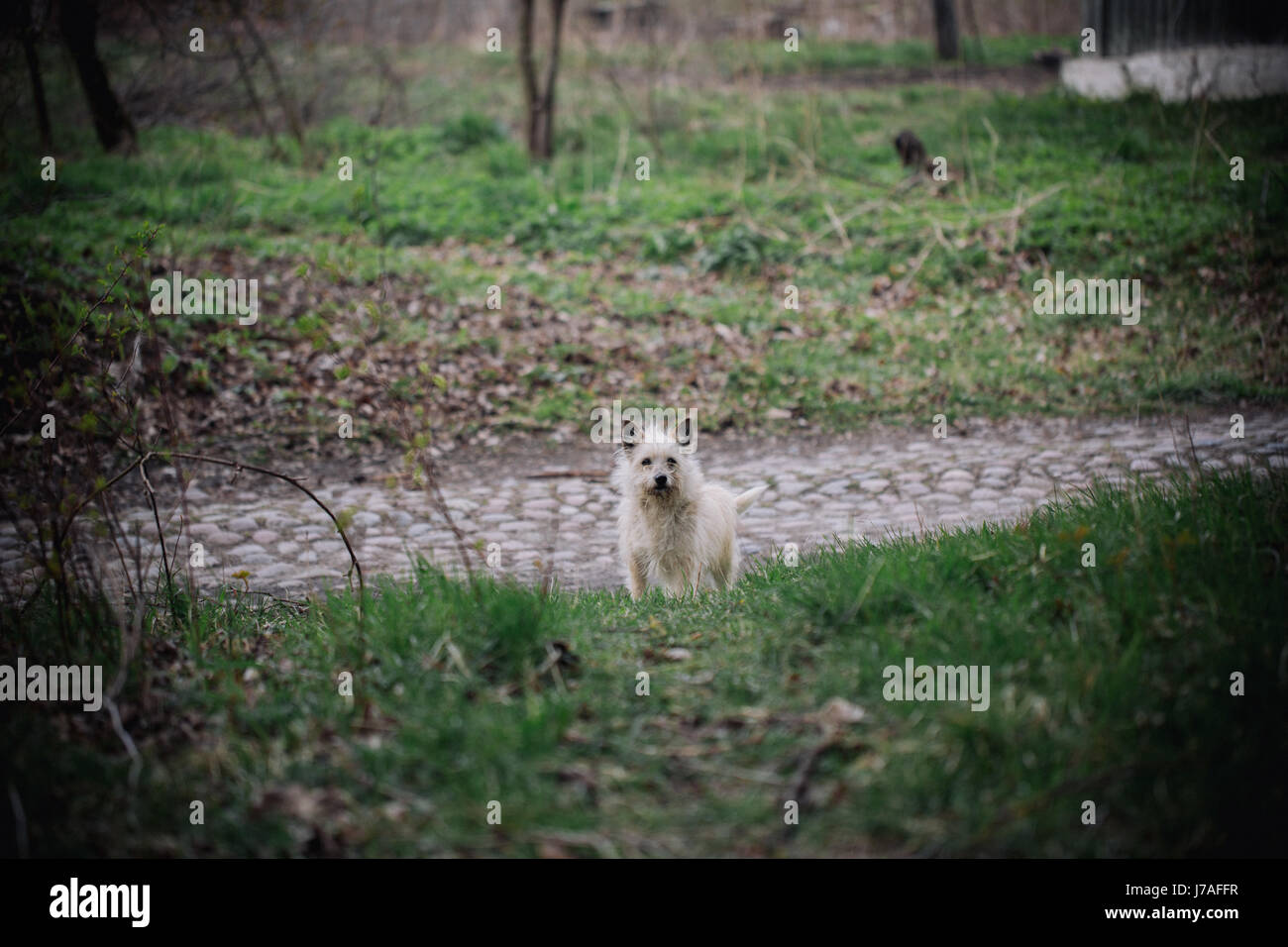 Lonely dog sitter all'aperto. Carino piccolo cur sulla natura dello sfondo. L'amicizia. La solitudine e la devozione. Foto Stock