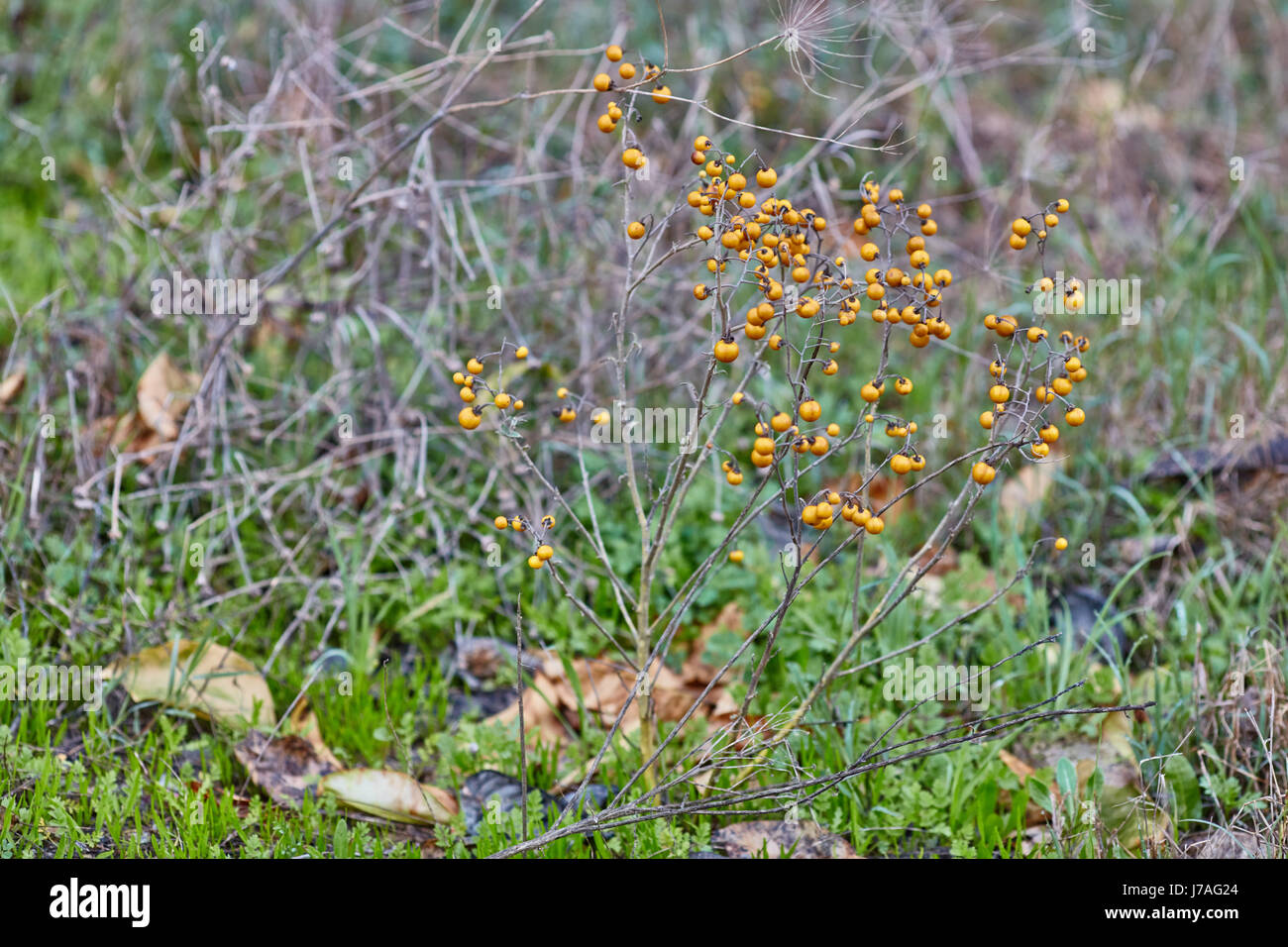 Solanum elaeagnifolium Foto Stock