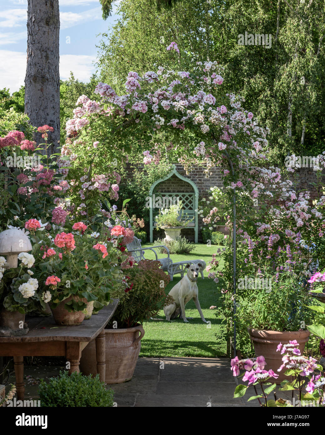 Un lurcher siede sotto un arco di rose in un inglese walled garden. Foto Stock