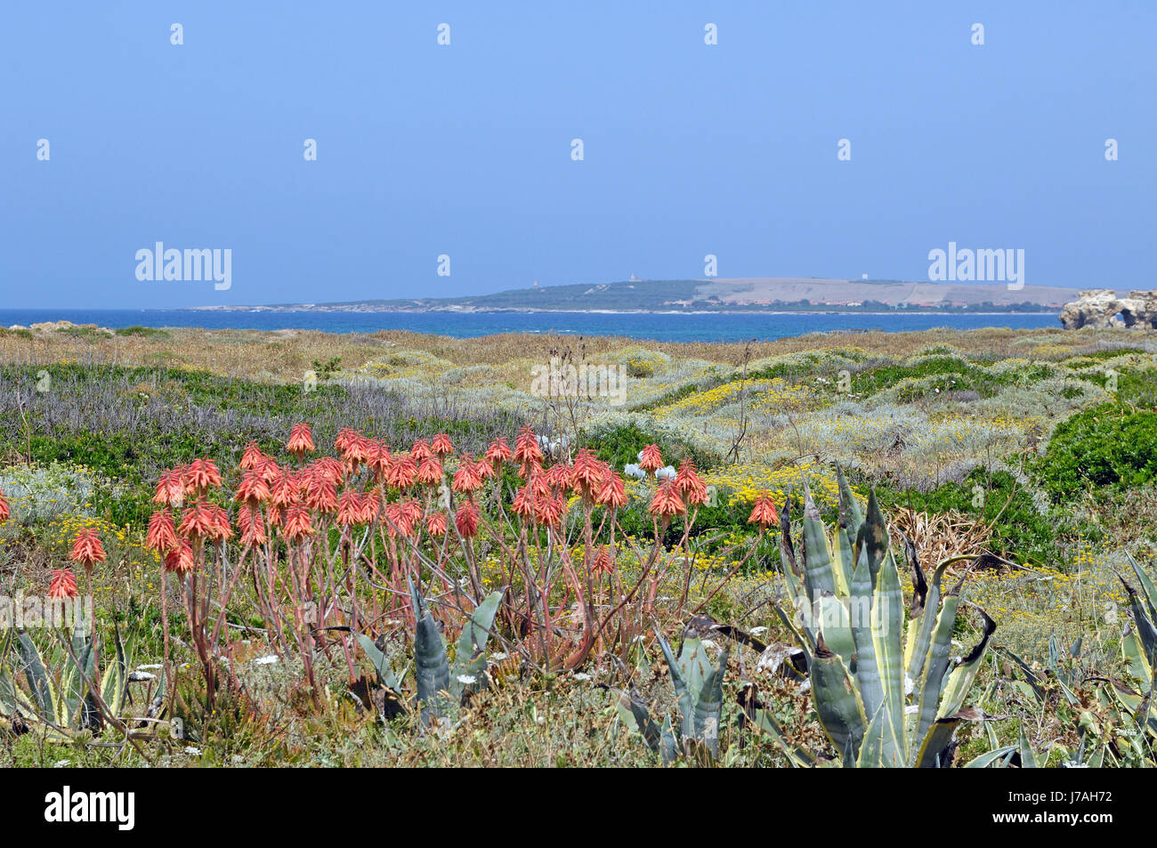 Spiaggia S'Arena Scoada, distretto di Oristano, Sardegna, Italia, Europa Foto Stock