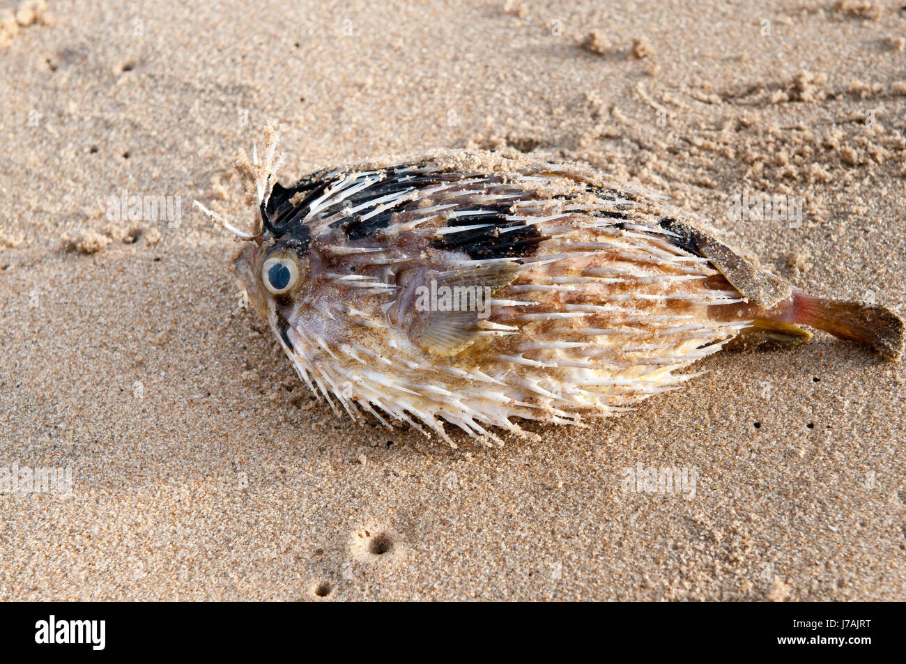 Pericolo di morte degli animali mare spiaggia La spiaggia seashore contaminare il corpo morto Foto Stock