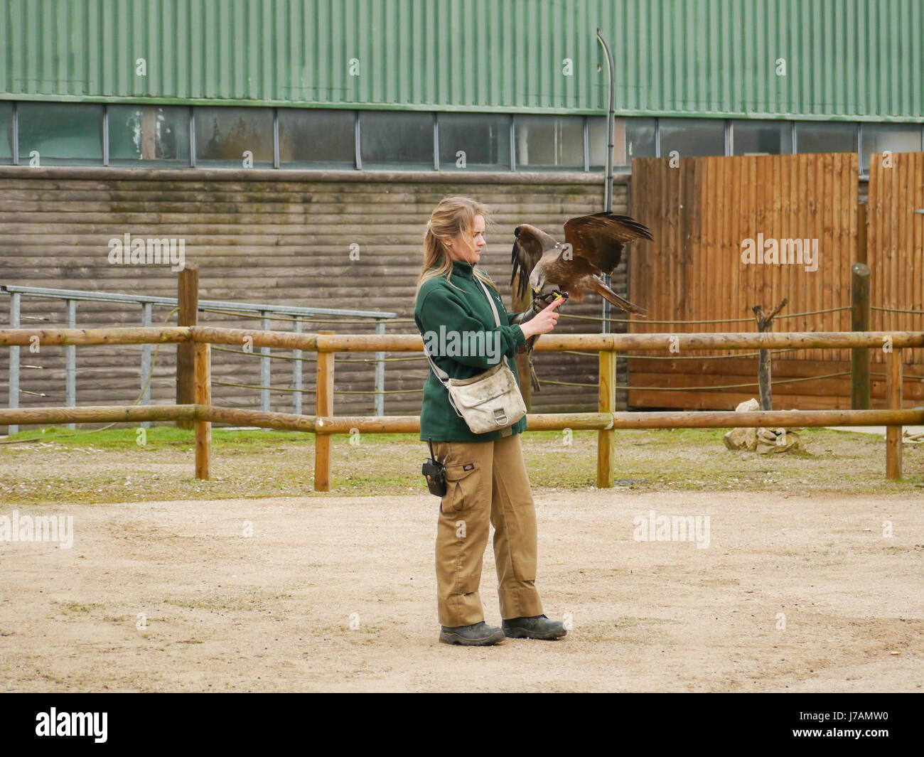 Un falconer lavora presso lo Zoo di Blackpool, Lancashire, Inghilterra Foto Stock