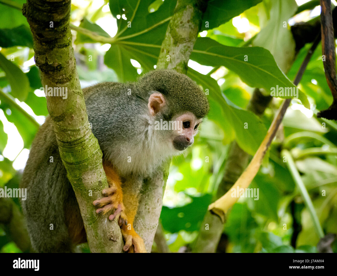 Una scimmia cappuccino in una struttura ad albero Foto Stock