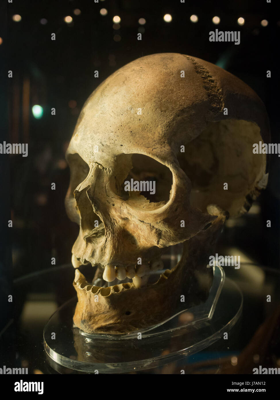 Il cranio di chef di Tudor nave da guerra della Mary Rose Foto Stock