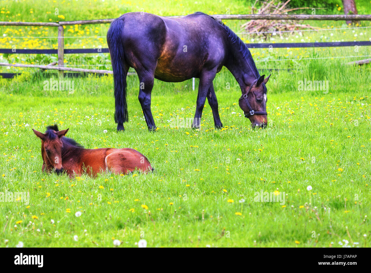 Cavallo cavalli mammiferi di specie di asino cavallo selvaggio fiore fiori piante cavallo della pelle Foto Stock