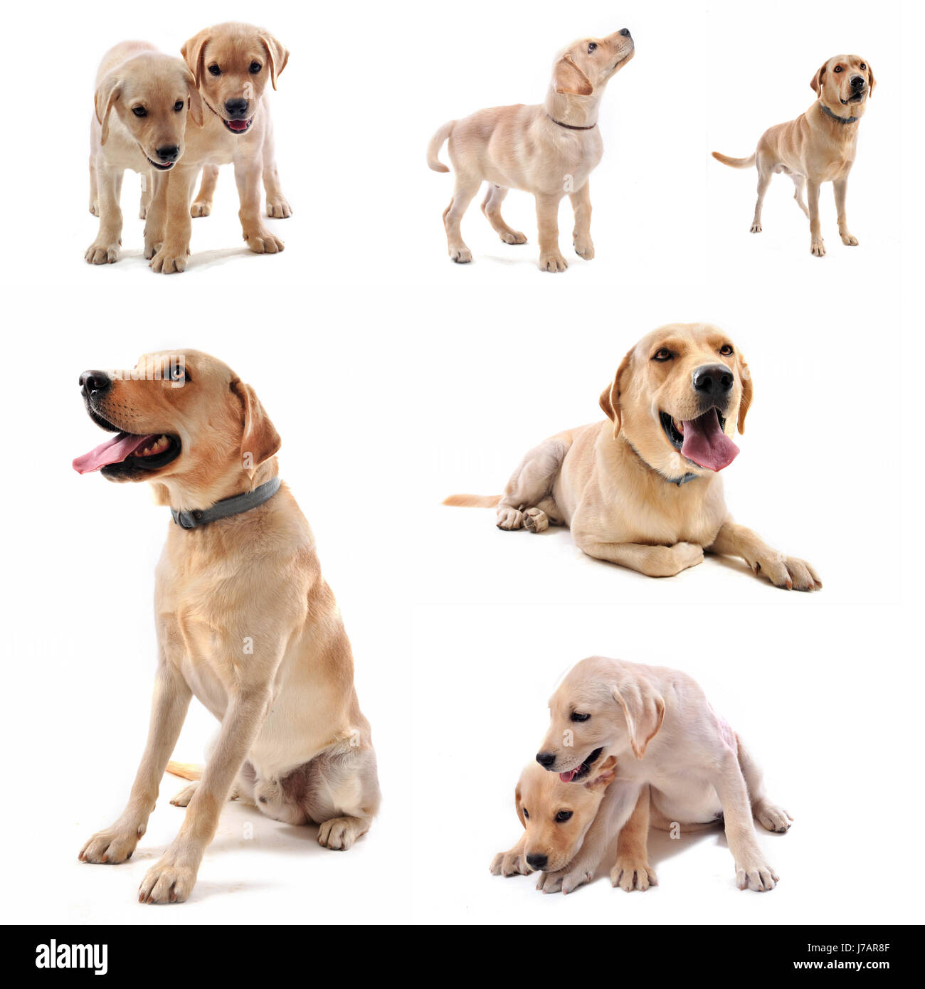 Cane cucciolo di Labrador animale da compagnia giacciono verticale giacente giace studio cani golden one Foto Stock
