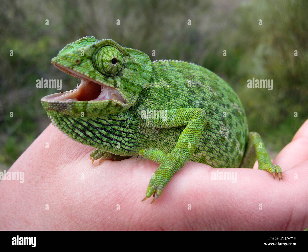 Pelle di rettile camouflage per mimetizzare chameleon colore colori colori animale Foto Stock