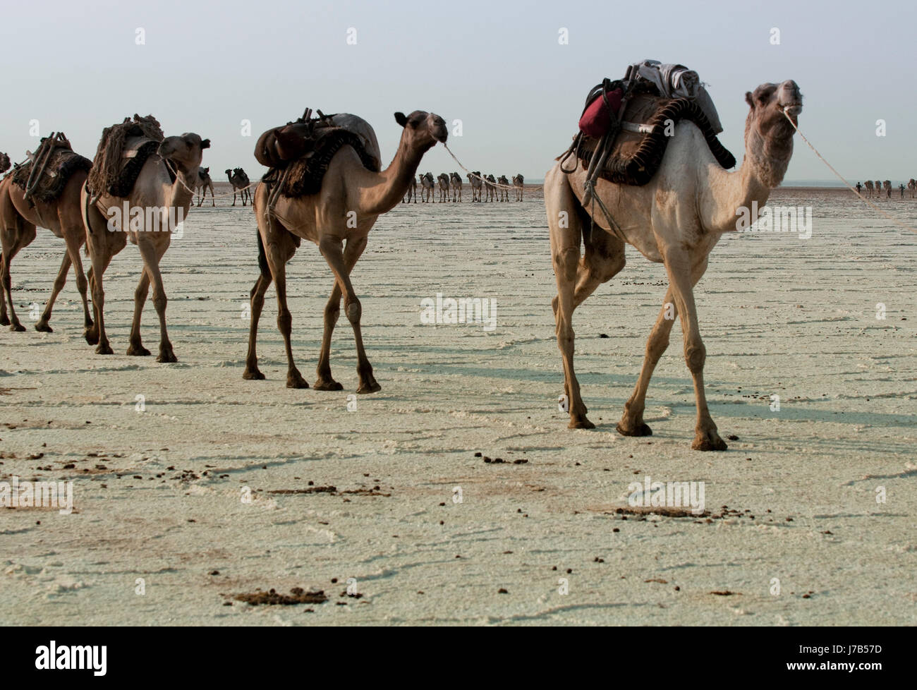 Deserto di sale wasteland camel trasporto sale caravan vasto deserto animale Foto Stock
