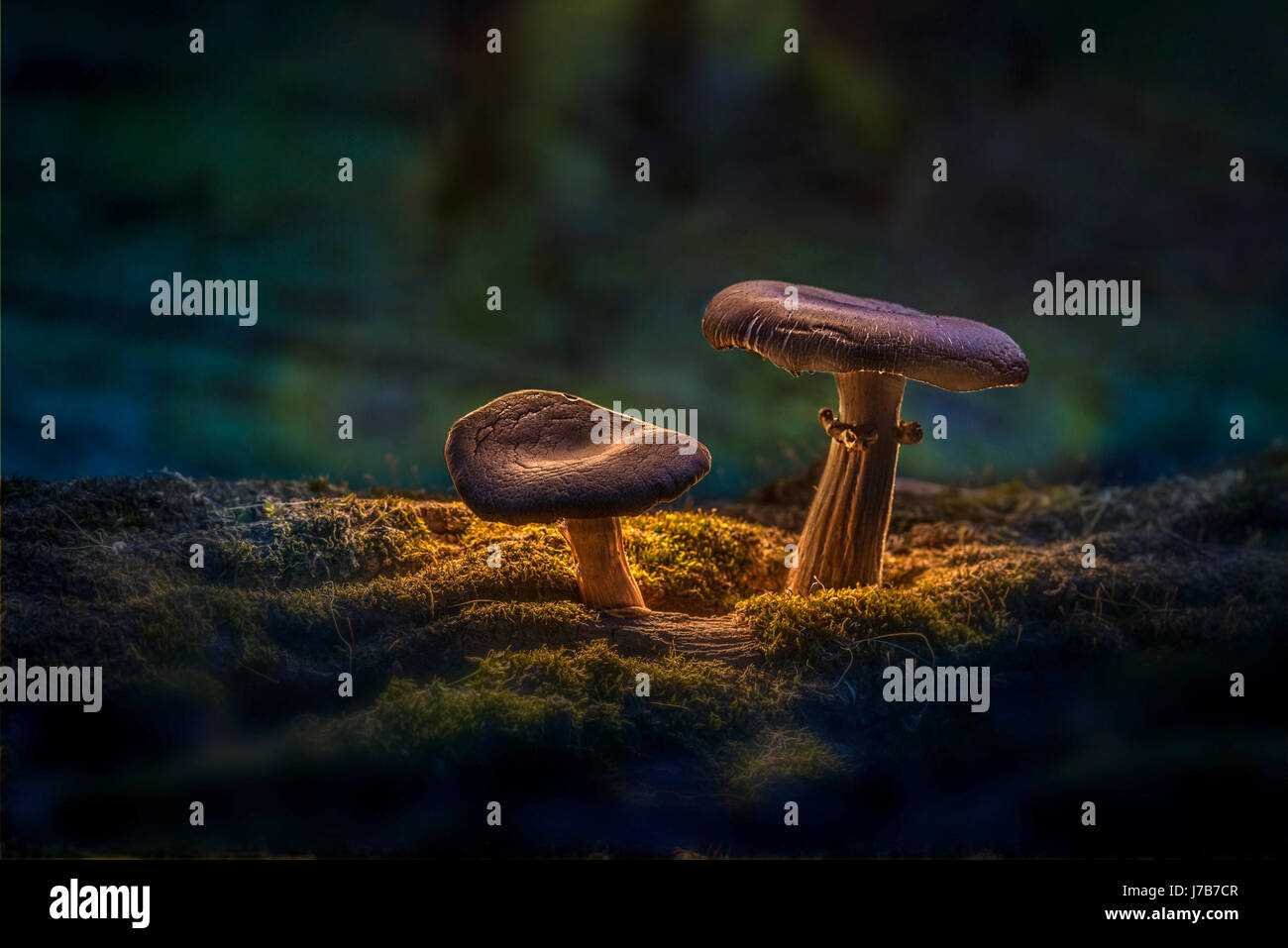 Due funghi sul suolo della foresta Foto Stock