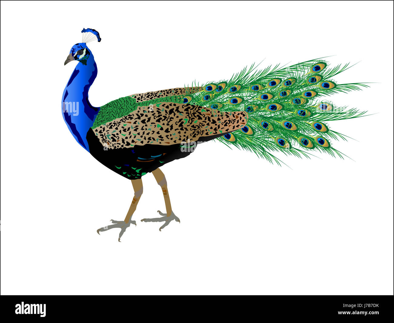 Arte animale illustrazione degli uccelli del piumaggio peacock piuma bella colorati Foto Stock
