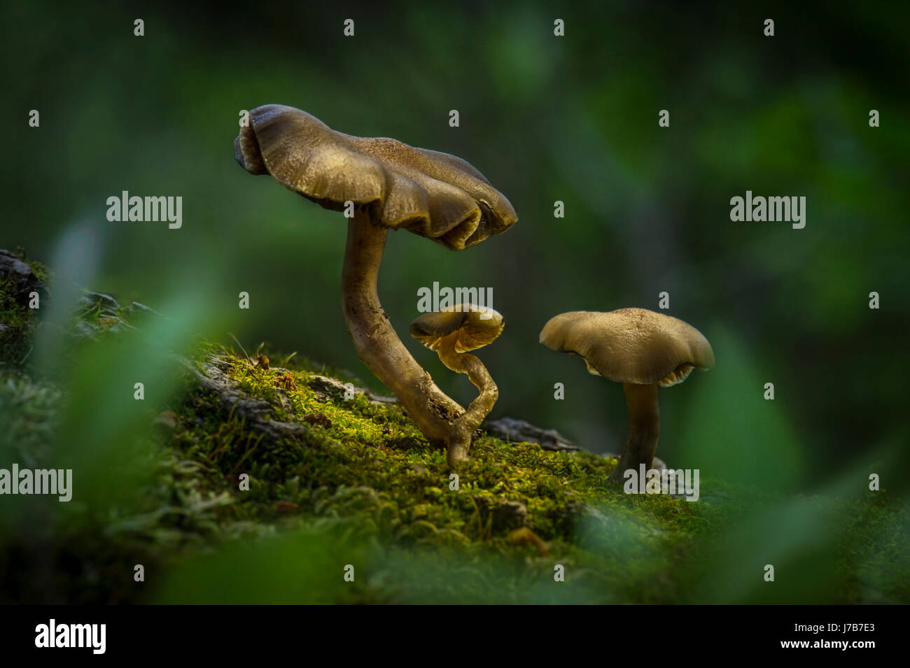 I funghi sul suolo della foresta Foto Stock