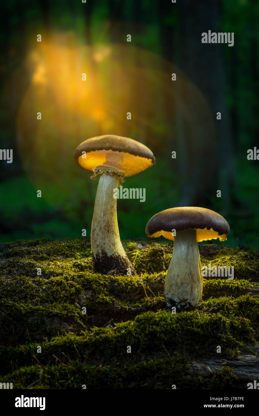 Due i funghi di bosco con la luce del sole splendente Foto Stock