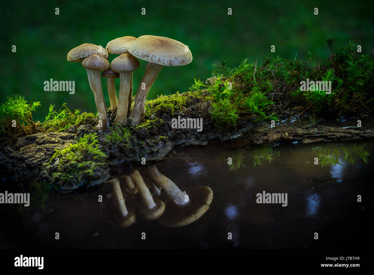 Gruppo di funghi sul lato del flusso Foto Stock