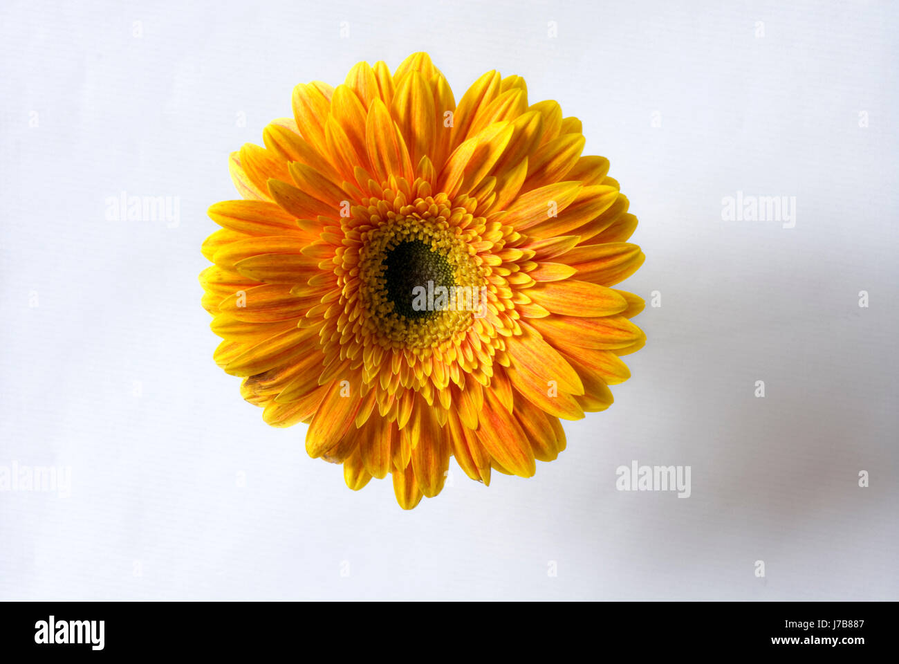La salute di piante e fiori bloom blossom fiorire fiorente Cosmetici cura della bellezza Foto Stock
