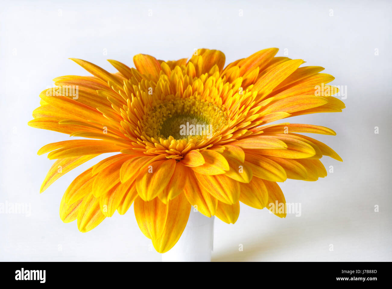 Piante e fiori cosmetici biologici cure di bellezza ghiaia spa wellness beauty salute Foto Stock