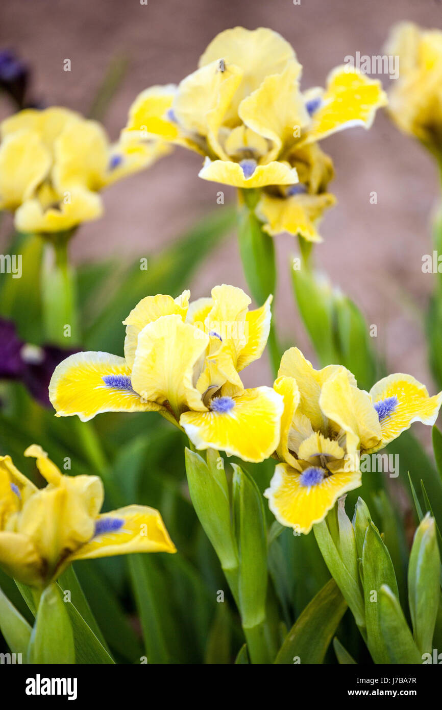 Iris barbata nana barbata nana Iris standard "Little Blue Eyes", Iris fiore giallo Foto Stock