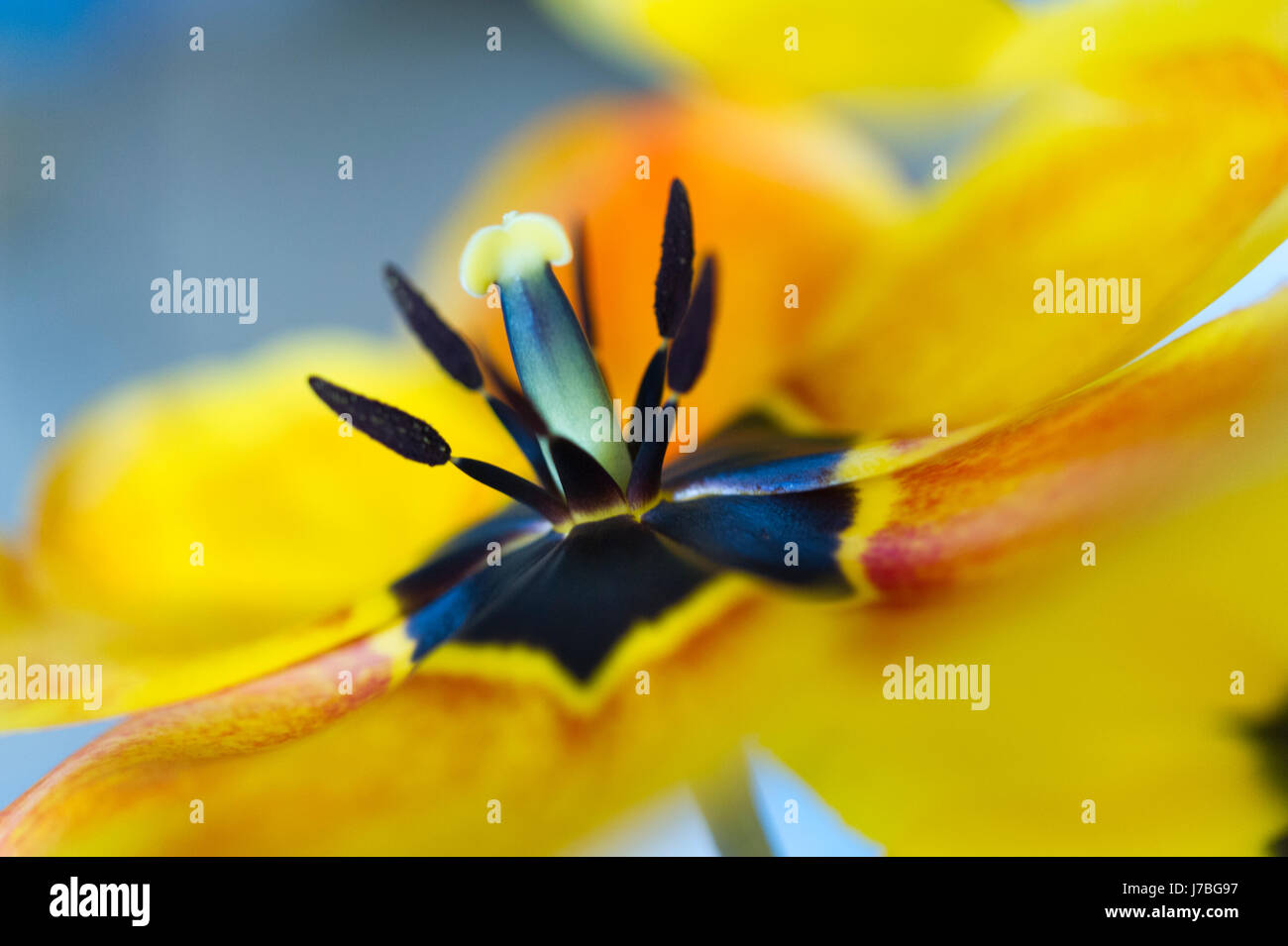 Tulipano giallo fiore Foto Stock