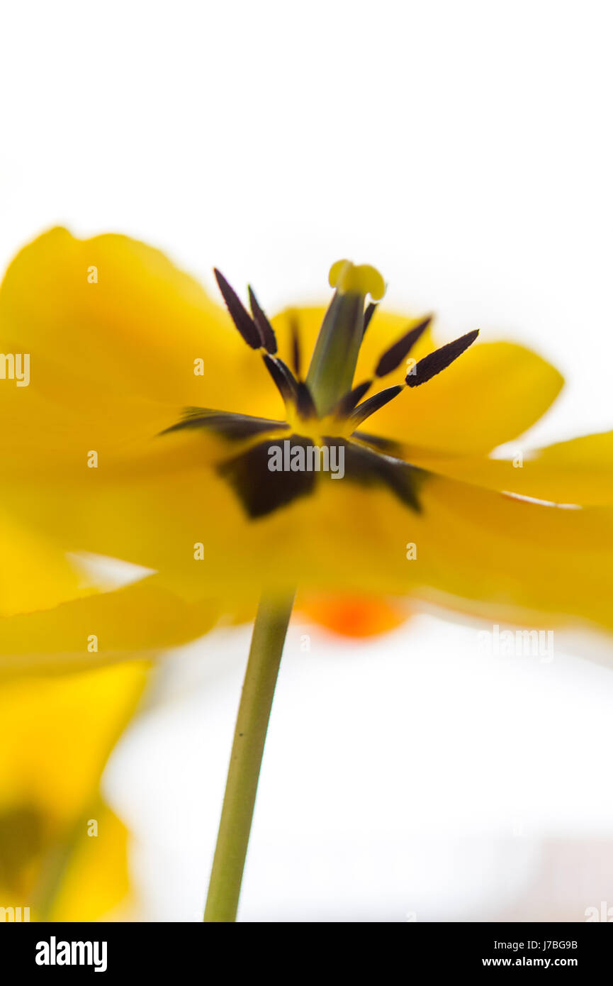 Tulipano giallo fiore Foto Stock