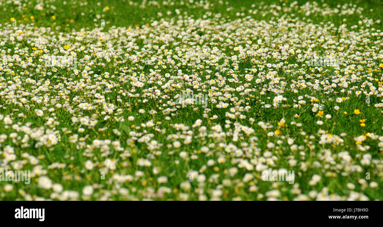 Flower meadow tarassaco daisy prato prato verde fiore pianta fiorire verde Foto Stock