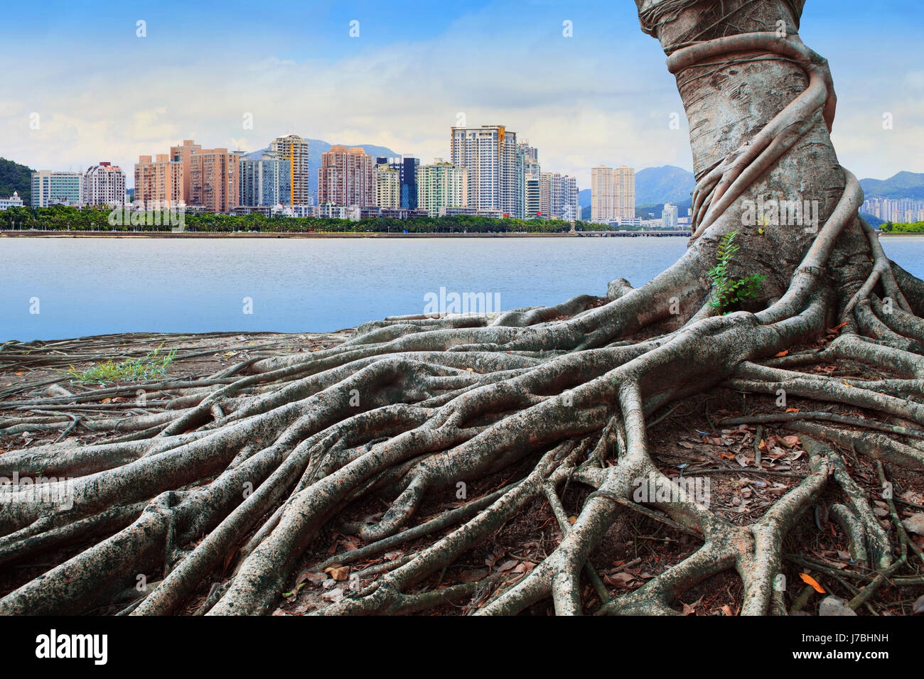 Grande radice albero di fronte city building concept foresta urbana e crescere insieme Foto Stock