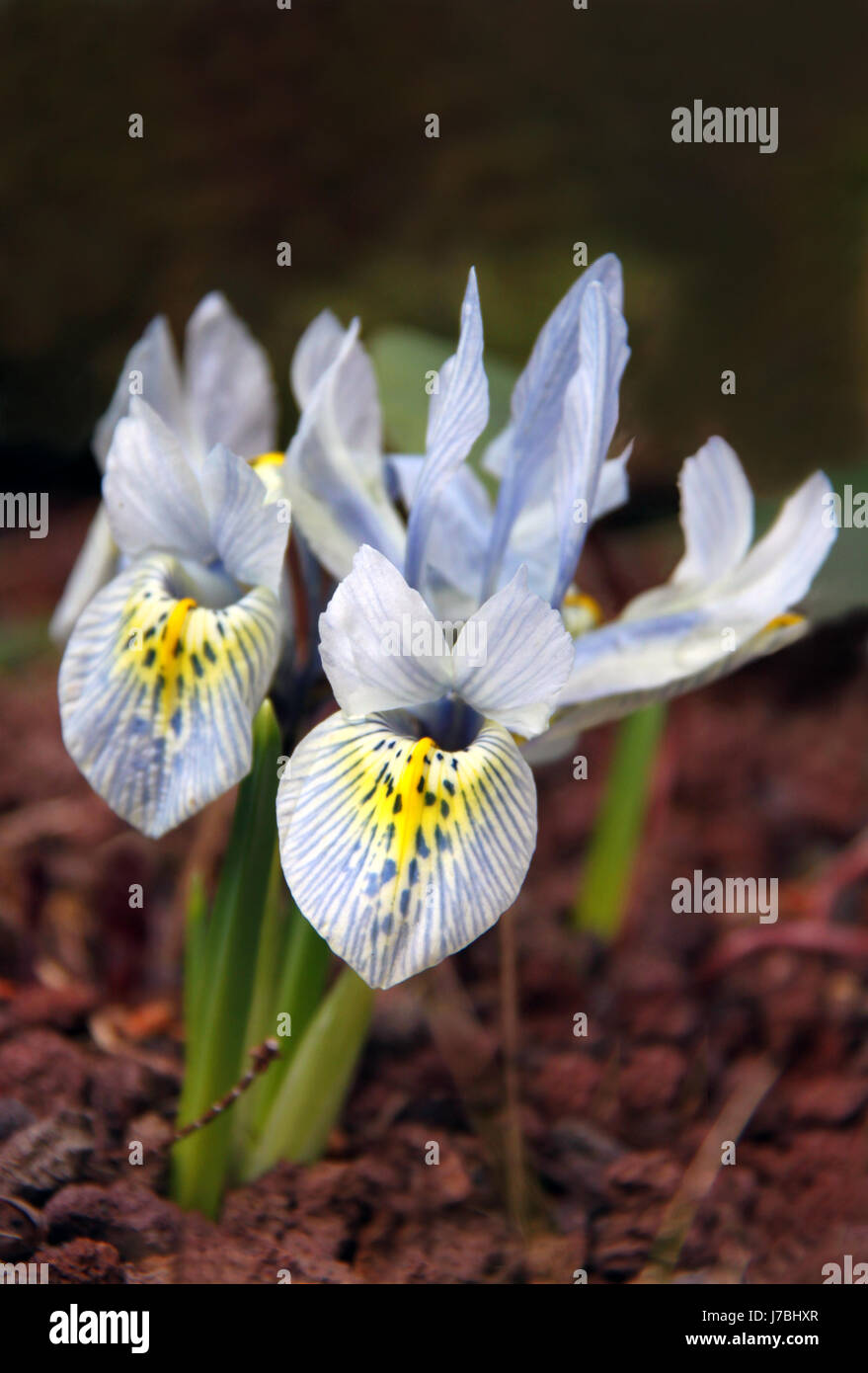 Molla di iris azzurro venature iris iris gialla zwergiris winteriris katharine Foto Stock
