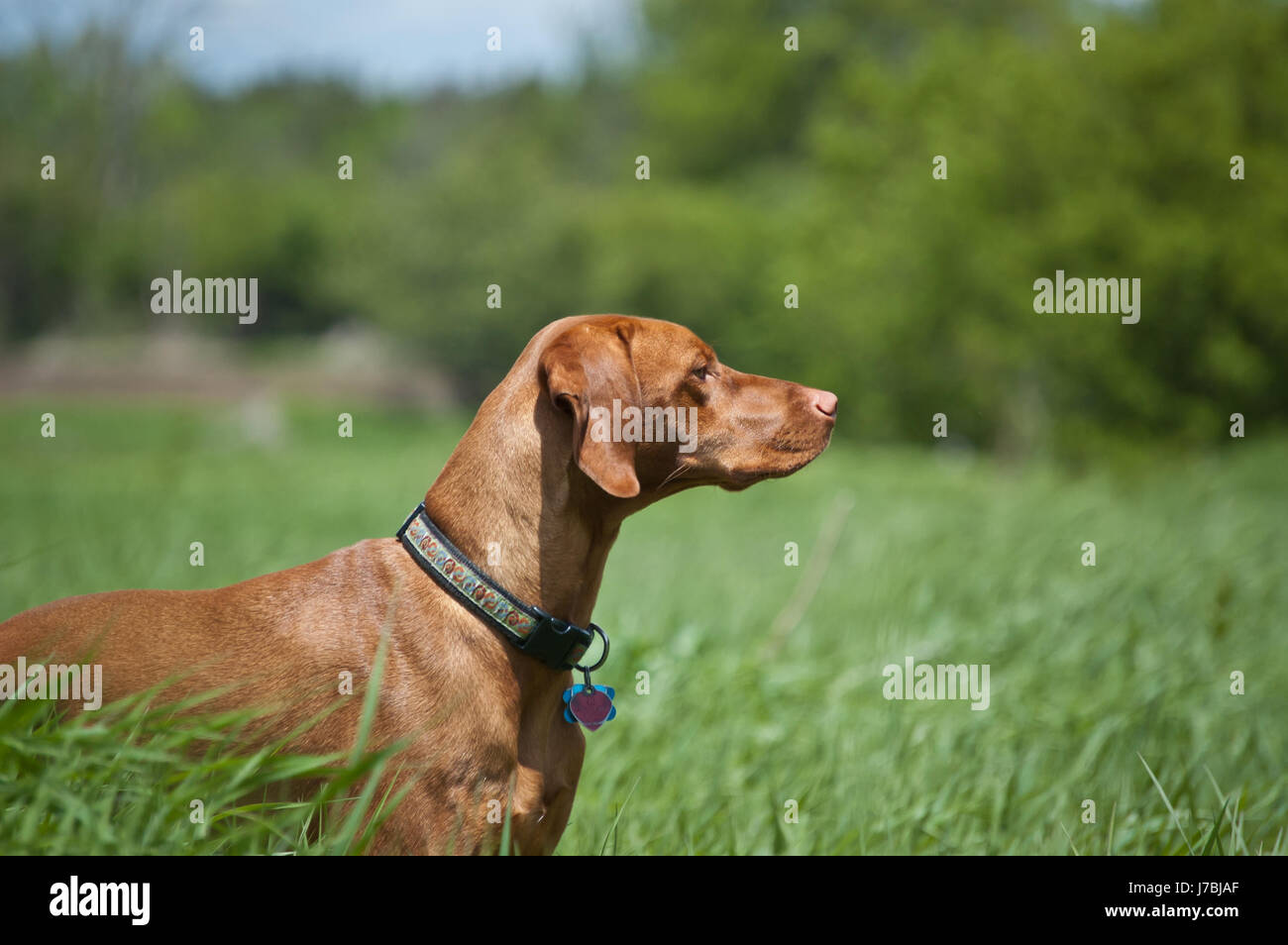 Puntatore di pet cane Canine all'aperto natura profilo alberi ad albero animale campo pet Foto Stock