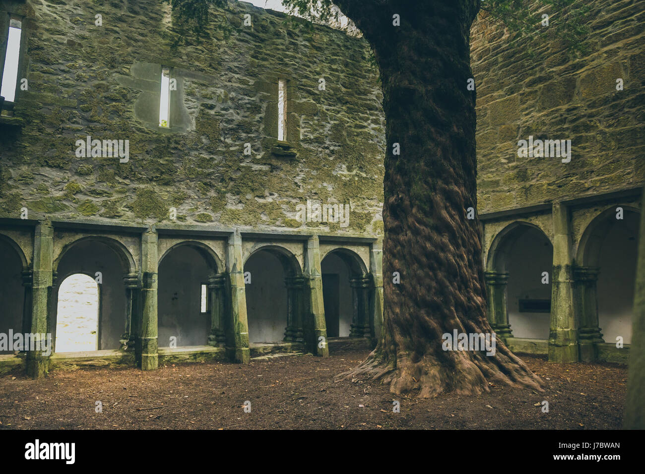 Un cortile di clausura con un albero di quercia all'interno dell'Abbazia Muckross. Foto Stock