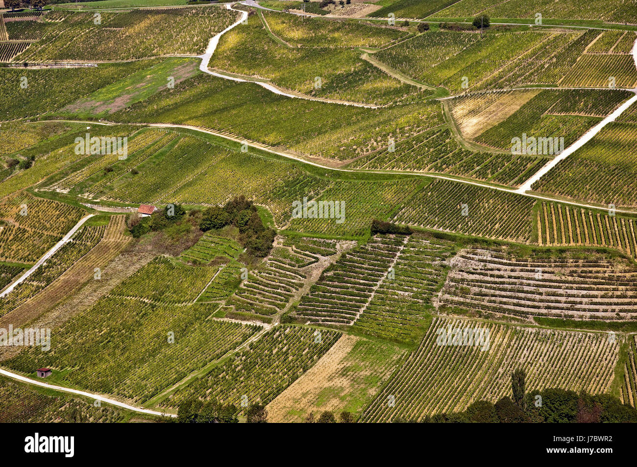 Vigneti jurassic scenario campagna natura la coltivazione di vigneti del vino Foto Stock