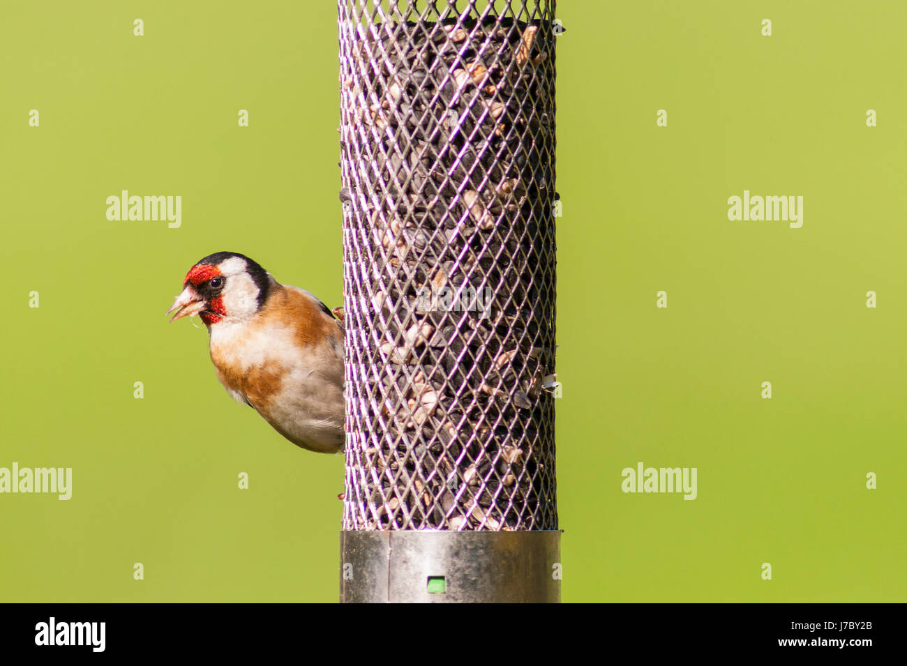 Un Cardellino (Carduelis carduelis) mangia cuori di semi di girasole e semi di Regno Unito Foto Stock