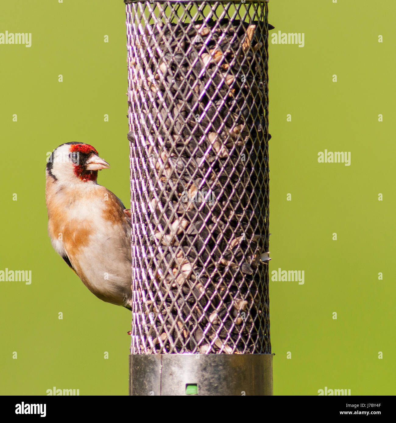 Un Cardellino (Carduelis carduelis) mangia cuori di semi di girasole e semi di Regno Unito Foto Stock