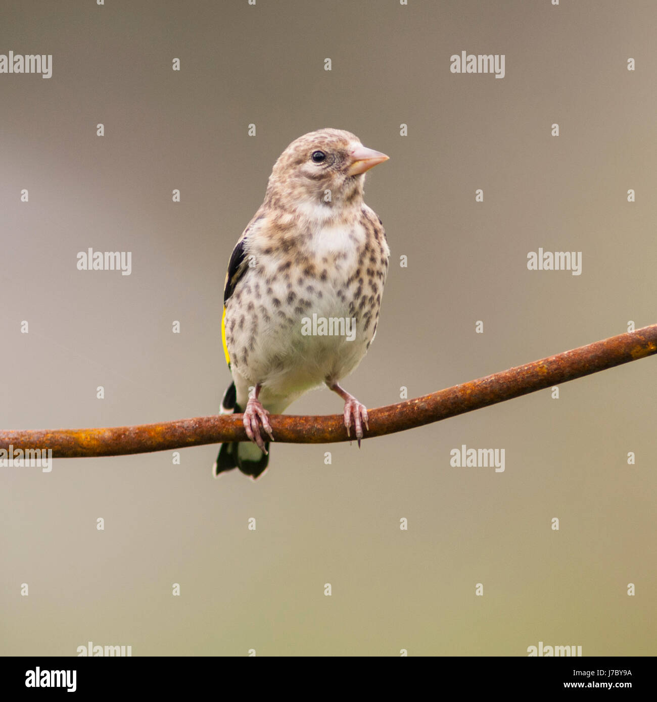 Un giovane Cardellino (Carduelis carduelis) nel Regno Unito Foto Stock