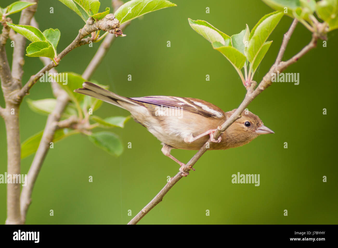 Una femmina (fringuello Fringilla coelebs) nel Regno Unito Foto Stock