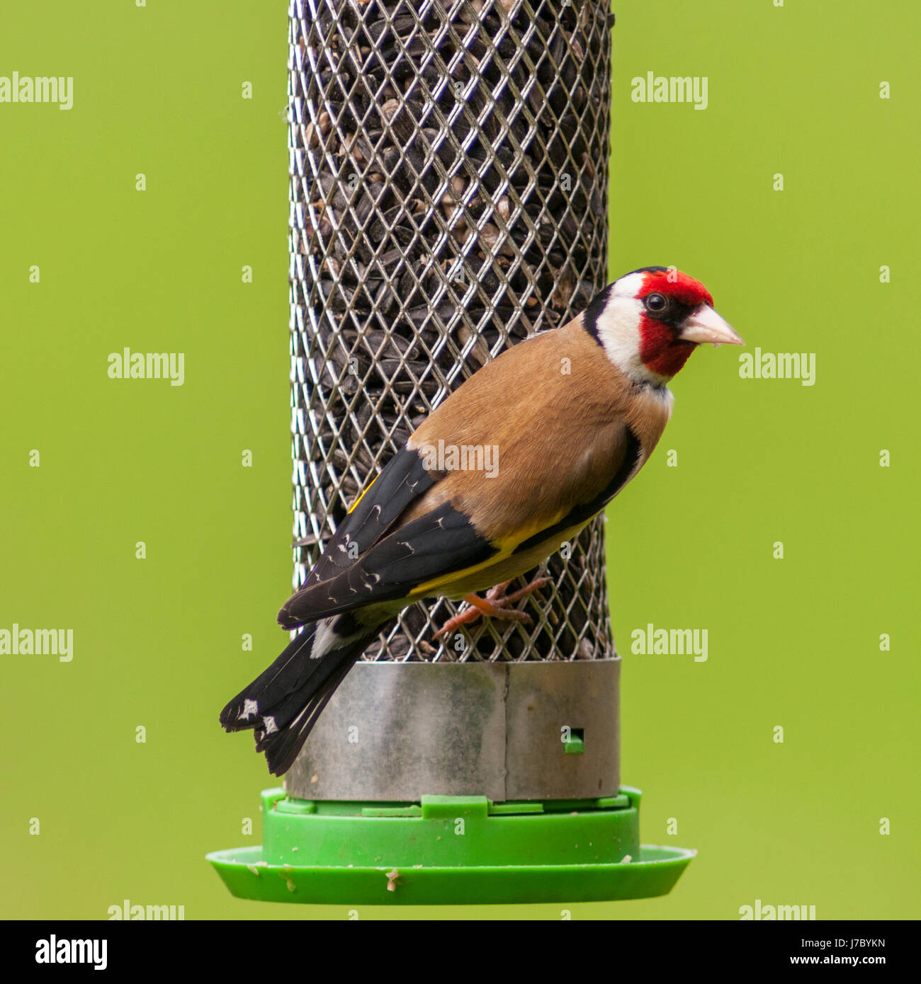 Un Cardellino (Carduelis carduelis) mangia cuori di semi di girasole e semi di Regno Unito Foto Stock