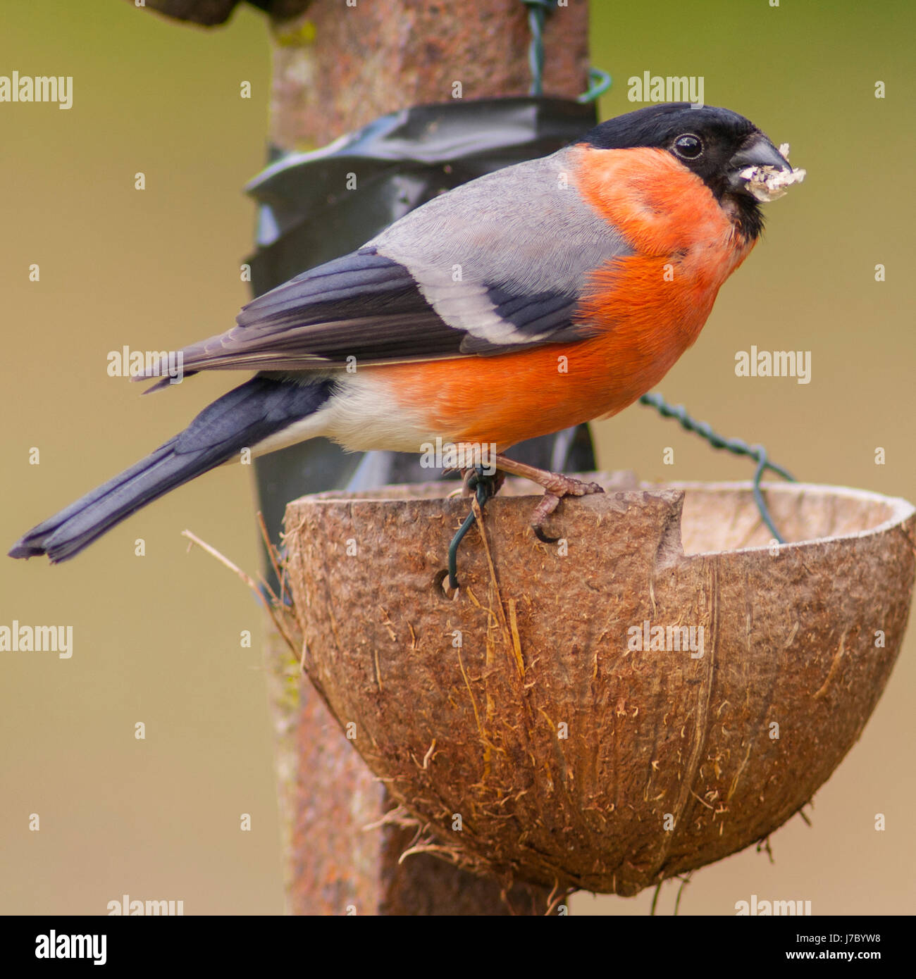 Un maschio Bullfinch (Pyrrhula pyrrhula) nel Regno Unito Foto Stock