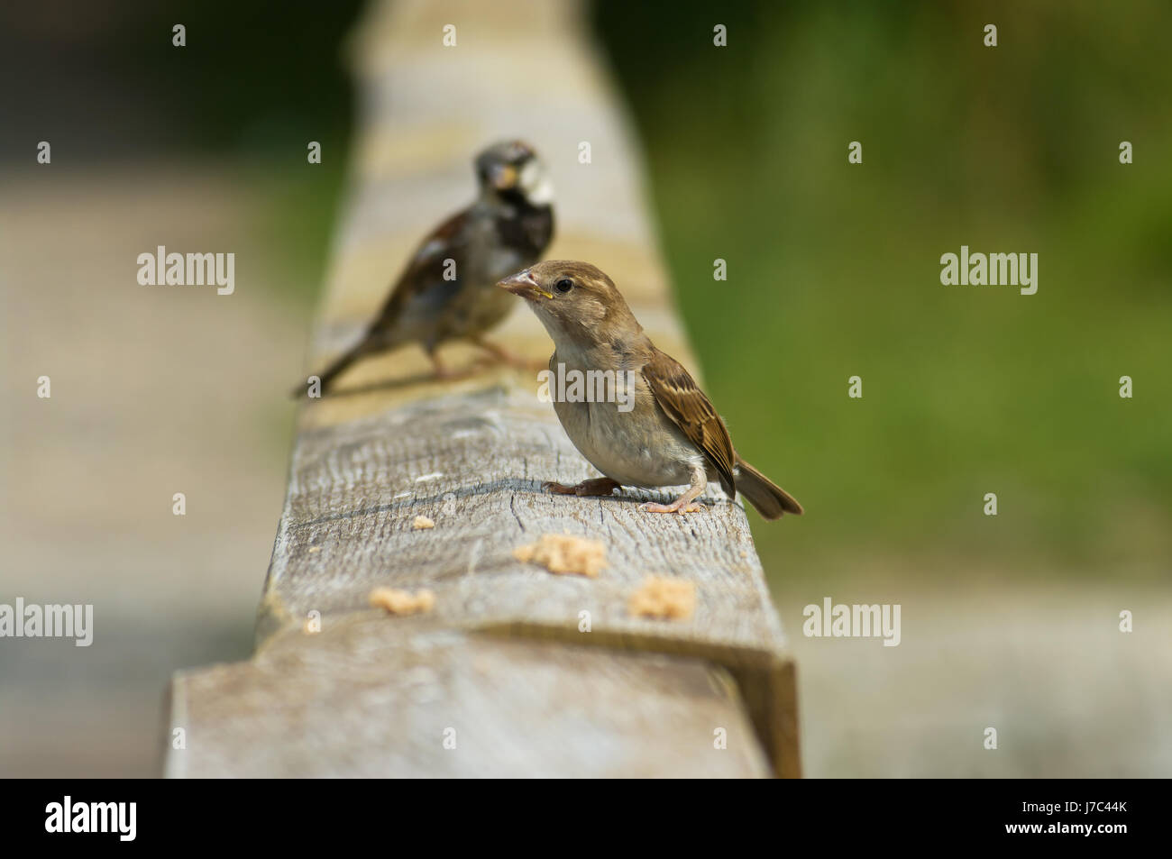 Cibo aliment bird animali sparrow attendere in attesa di rinvio del movimento in movimento Foto Stock
