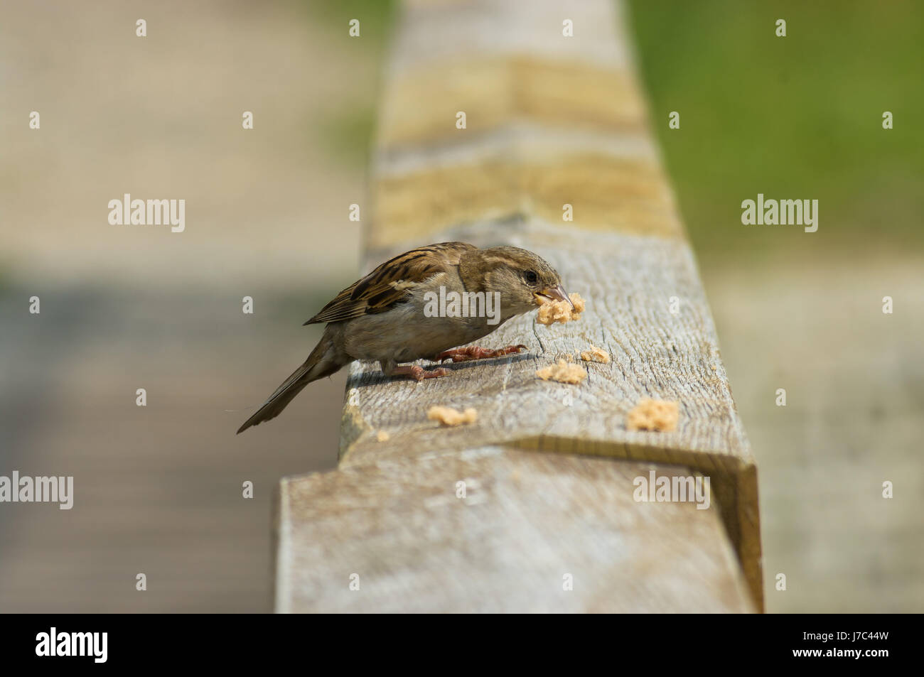 Cibo aliment bird animali sparrow attendere in attesa di rinvio del movimento in movimento Foto Stock
