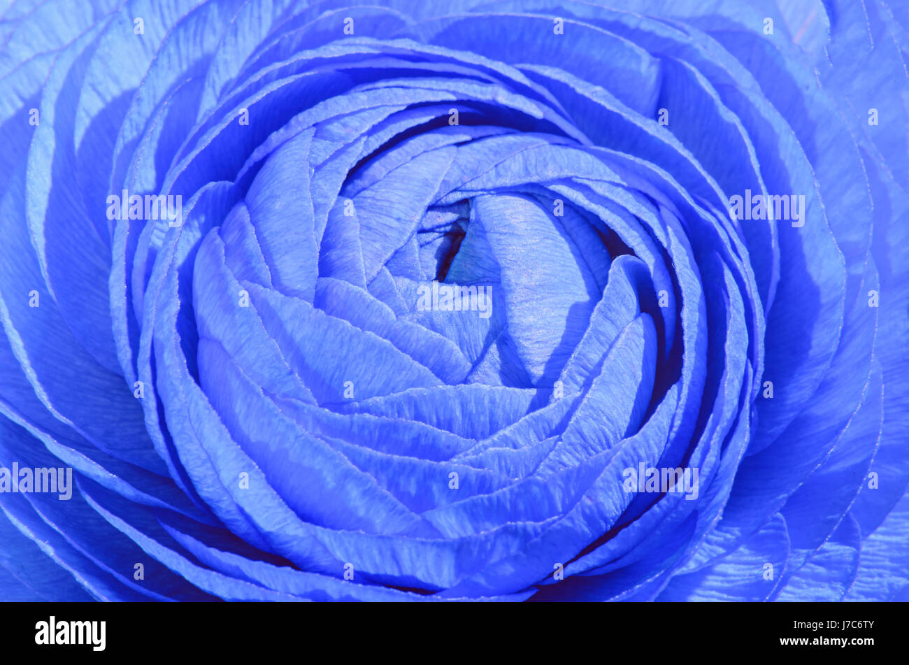 Blu fiore Ranunculus, famiglia Ranunculaceae. Genere comprendono le renoncules, spearworts, e acqua crowfoots Foto Stock