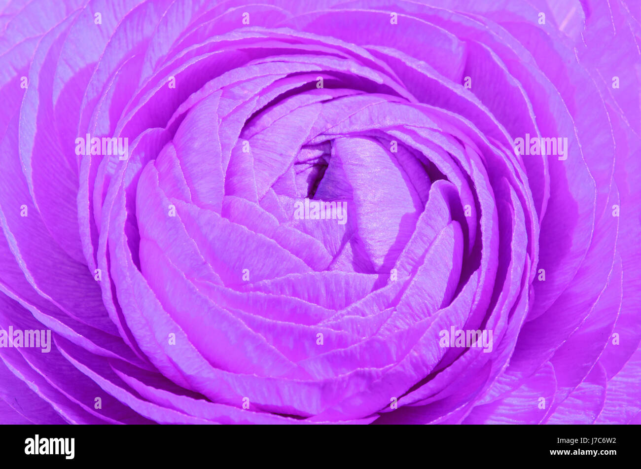 Violetta Ranunculus flower, famiglia Ranunculaceae. Genere comprendono le renoncules, spearworts, e acqua crowfoots Foto Stock