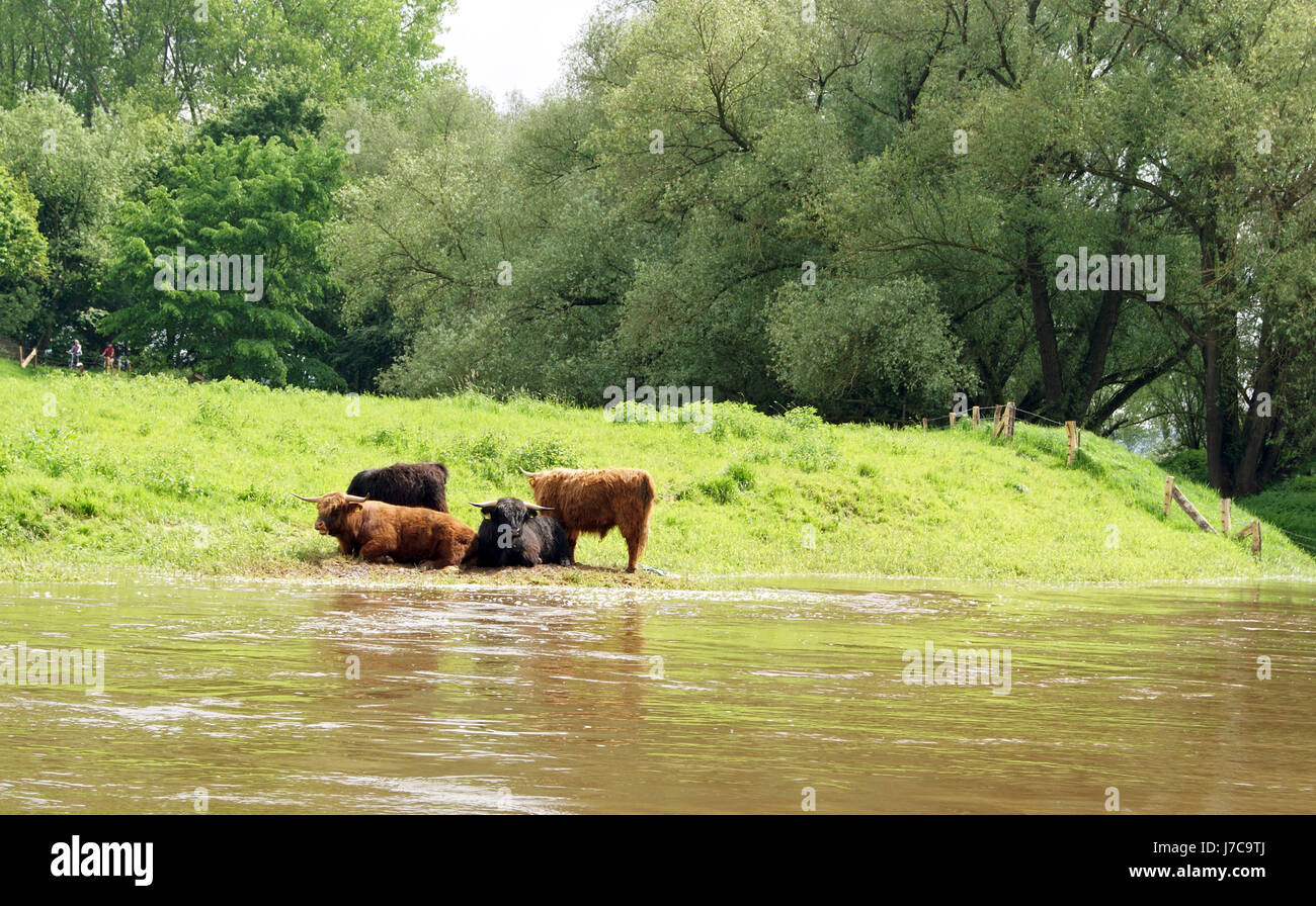 Recinto di bestiame ciclo weser via banca acqua di fiume shore willow tempo libero libero Foto Stock