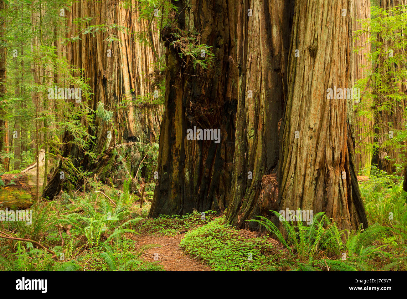 Coast redwood (Sequoia sempervirens) foresta lungo Stout Grove Trail, Jedediah Smith Redwoods State Park, il Parco Nazionale di Redwood in California Foto Stock