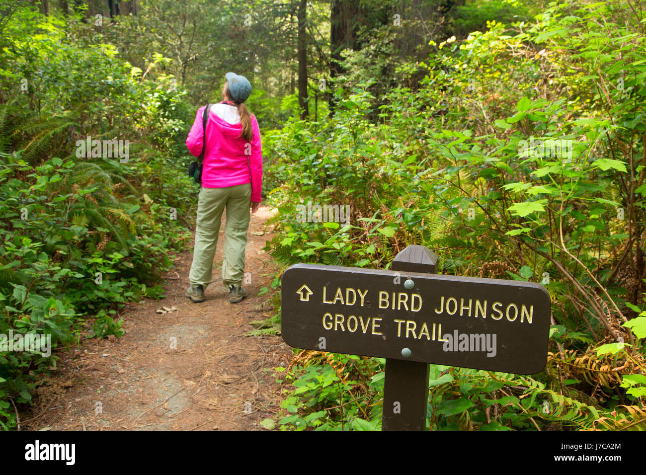 Lady Bird Johnson Grove Trail, Parco Nazionale di Redwood in California Foto Stock