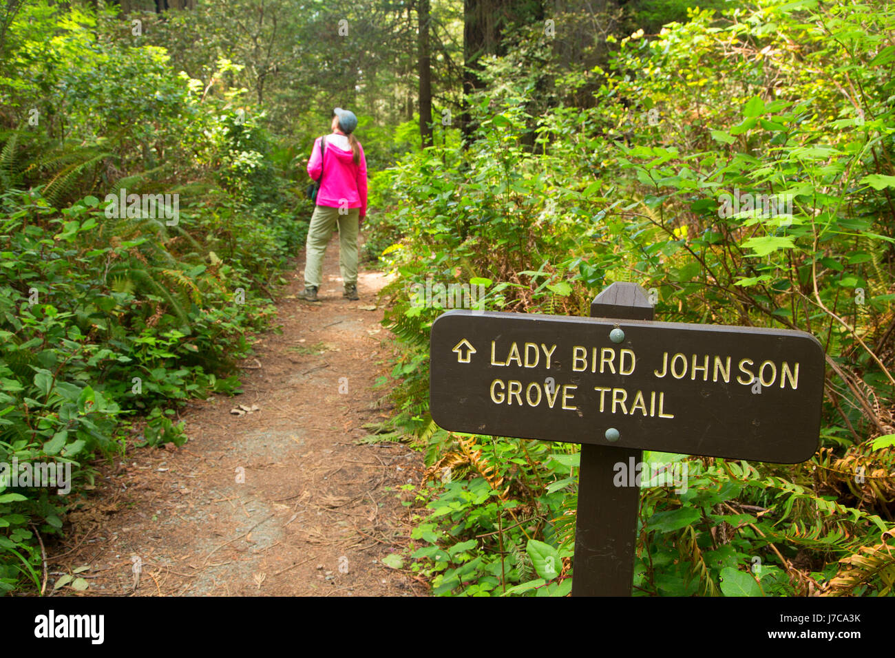 Lady Bird Johnson Grove Trail, Parco Nazionale di Redwood in California Foto Stock