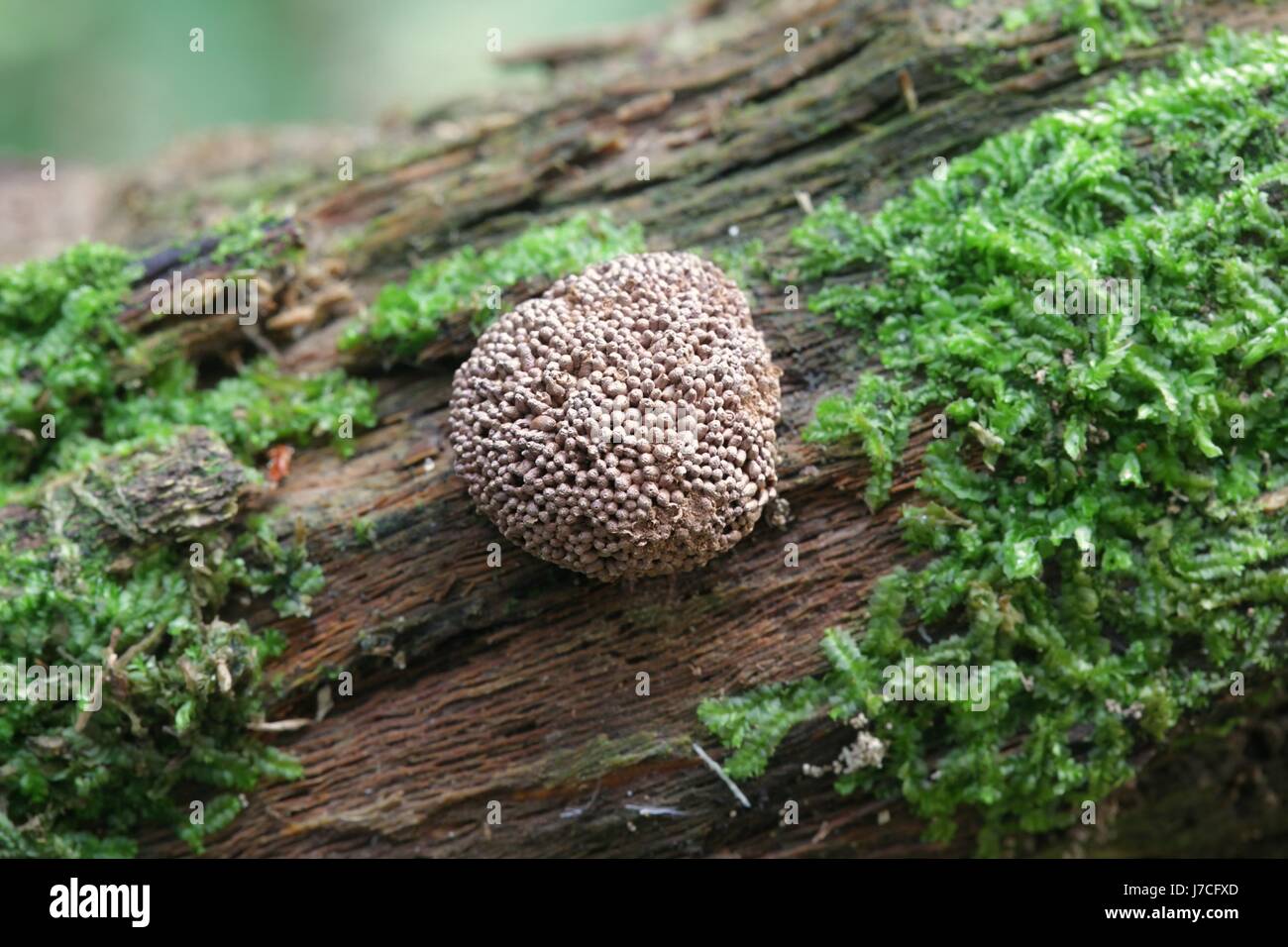 Rosso lampone limo, Tubifera ferruginosa, è di colore rossastro quando è fresco, ma diventa marrone dopo la stagionatura Foto Stock