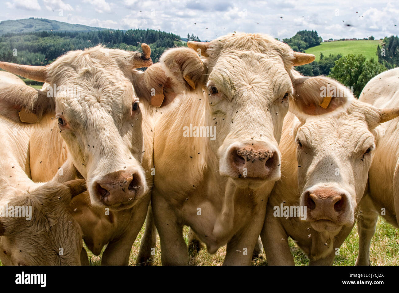 Un paio di nosy white charolais vacche Foto Stock