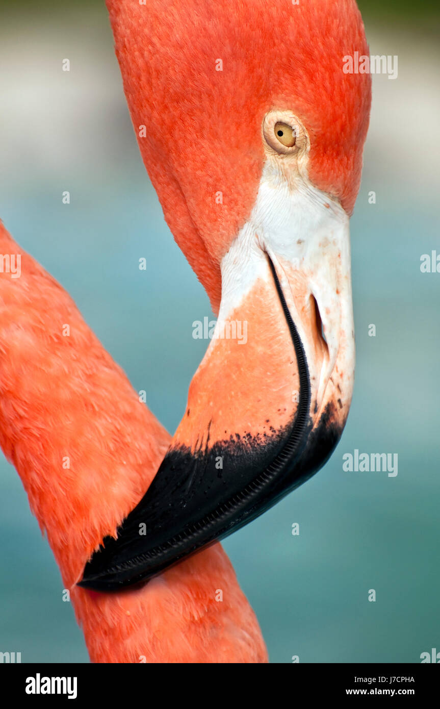 Animale selvaggio di uccelli punta tropicale di picco giù fenicottero rosa vicino dettaglio animale Foto Stock