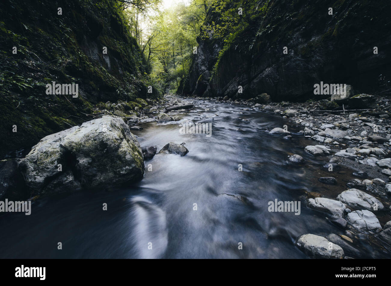 Flusso di foresta nel canyon naturale con rocce e alberi Foto Stock