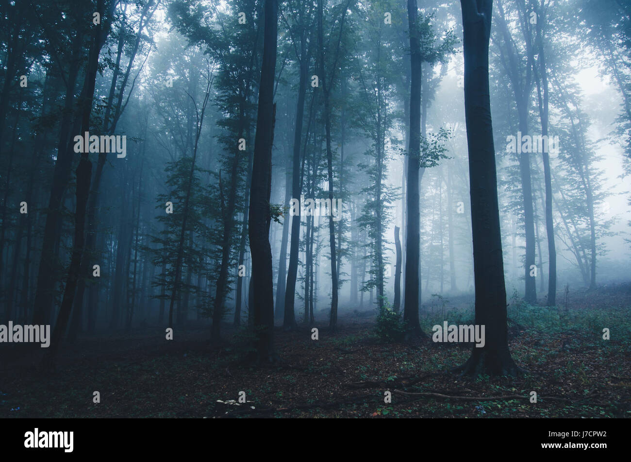 Foresta di nebbia in scuro paesaggio misterioso Foto Stock