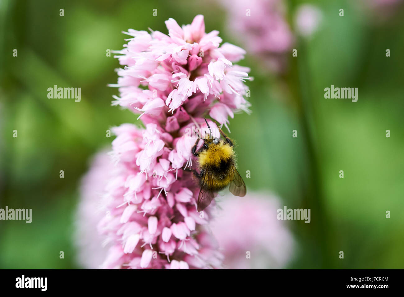 Buff-Tailed Bumble Bee (Bombus terrestris) raccogliendo il nettare da un fiore Bistorta 'Superba' (Persicaria bistorta) pianta di giardino, UK. Foto Stock