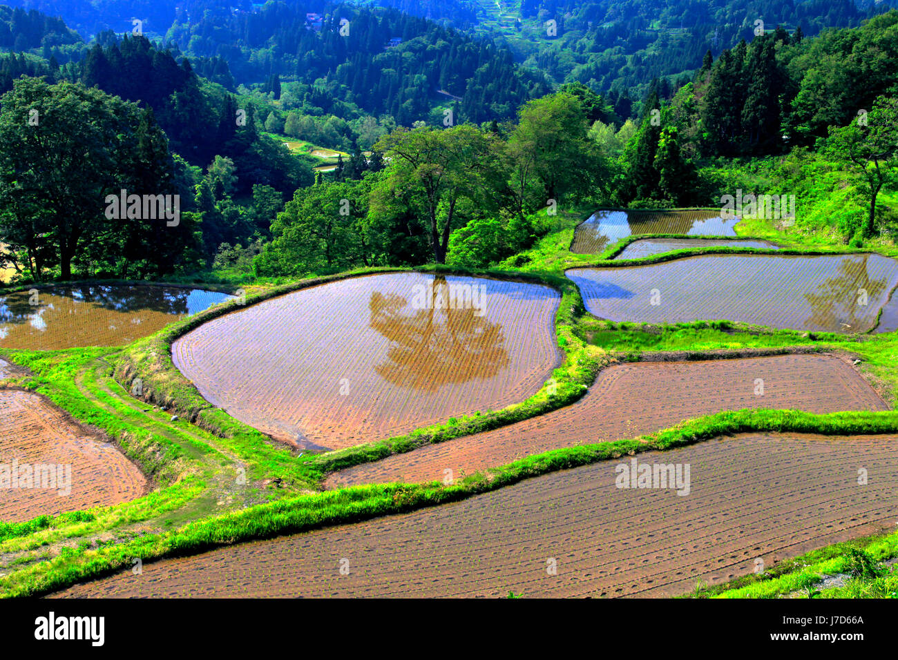 Risaie terrazzate Campo di Gimyo in Tokamachi Niigata Giappone Foto Stock