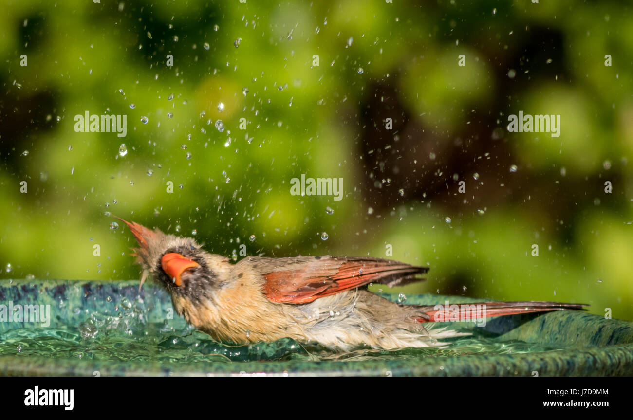 Il Cardinale settentrionale (Cardinalis cardinalis) femmina schizza intorno in acqua di un bel verde ceramica Bagno uccelli Foto Stock